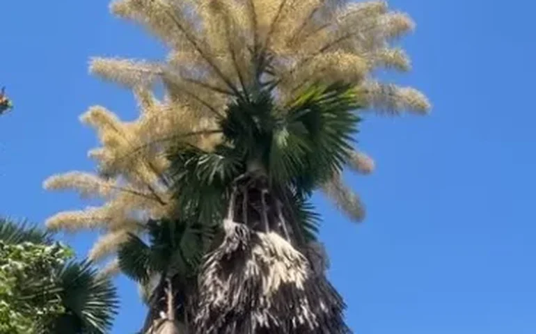 Amigo de Allane, morta no Cefet, diz que ela evitava assassino, por medo: 'Passou meses em home office'