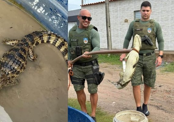 Jacaré é resgatado em rua de Marechal Deodoro após fortes chuvas