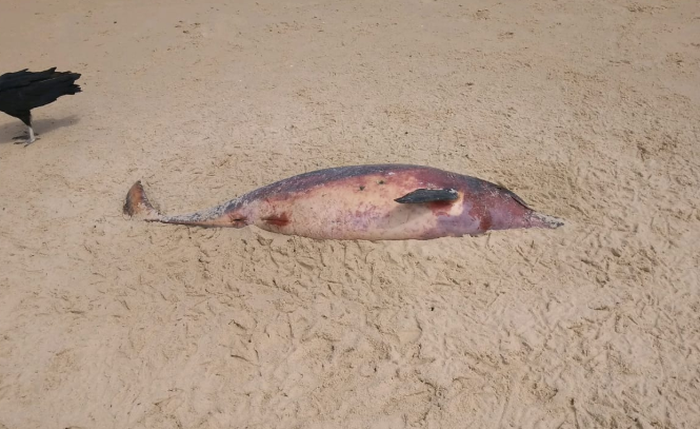 Animais foram encontrados ao longo do litoral alagoano durante 10 anos
