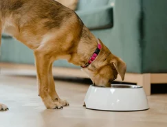 Verão exige atenção à hidratação e à alimentação de cães e gatos - Pexels (2).jpg 