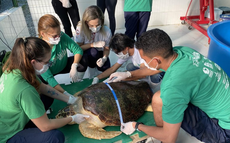 Parceria entre IMA e Biota resulta na soltura de tartaruga marinha em Guaxuma