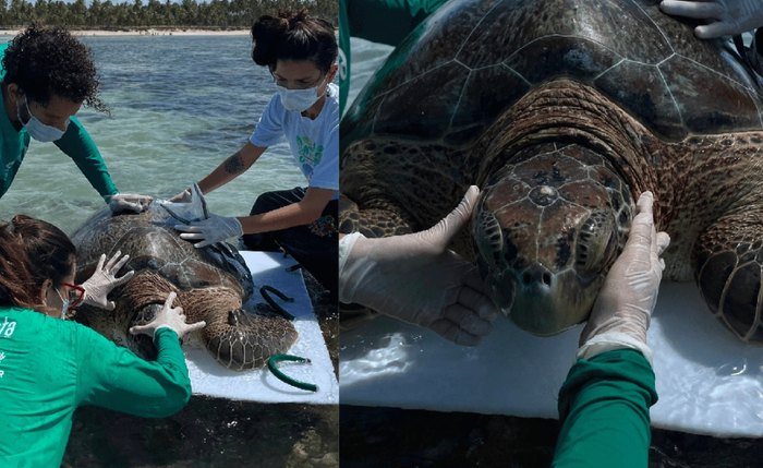 Tartaruga passou pelo procedimento de marcação com anilhas