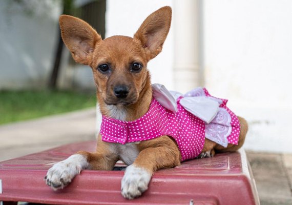 Feira de adoção de cães e gatos neste domingo (23) em Maceió busca novo lar para pets
