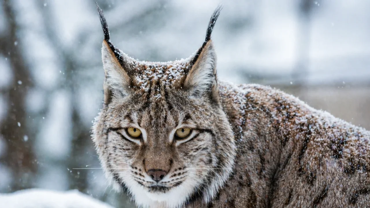 Lince dedica parte do dia aos cuidados com a própria higiene