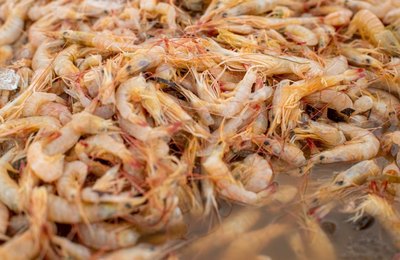 Após defeso pescadores voltam a pescar camarões no mar de Maceió 