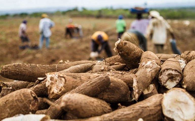 Com brasileira na equipe, Oxford inicia terceira fase de vacina contra covid-19