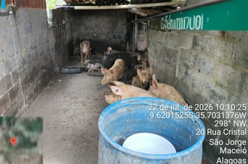 Fiscalização flagra pocilga em bairro de Maceió e interdita local