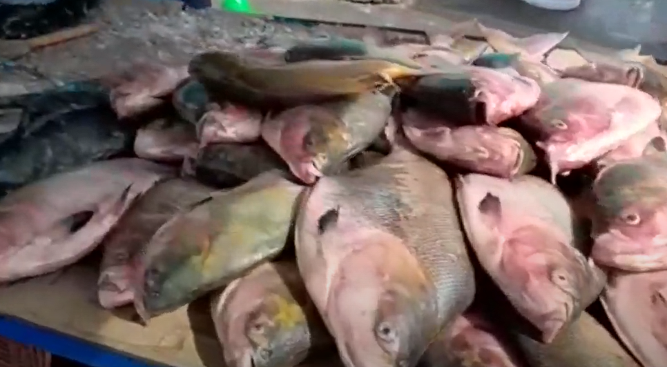 Feira de pescados celebra tradição da Semana Santa em Neópolis; confira os preços