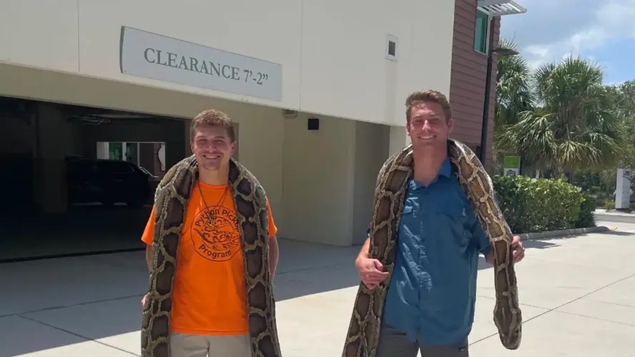 Evento para caçar e matar cobras gigantes anima turistas e promete prêmios na Flórida