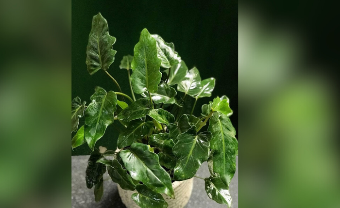 Cuidar de plantas se consolida como gesto sustentável e cresce cada vez mais Cuidar de plantas se consolida como gesto sustentável e cresce cada vez mais