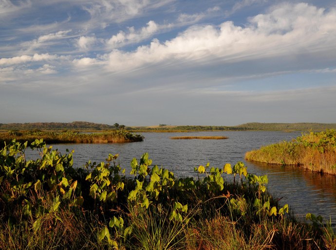 Conheça a APA Marituba do Peixe: área de proteção conhecida como pantanal alagoano