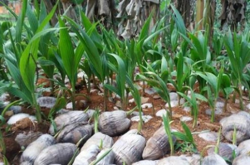 Secretaria de Agricultura fará doação de mudas de coco em Junqueiro