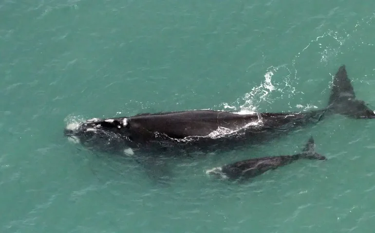Estudo revela segredo da 'imortalidade' da baleia-da-Groenlândia, capaz de viver mais de 200 anos: 'Duas vidas humanas'