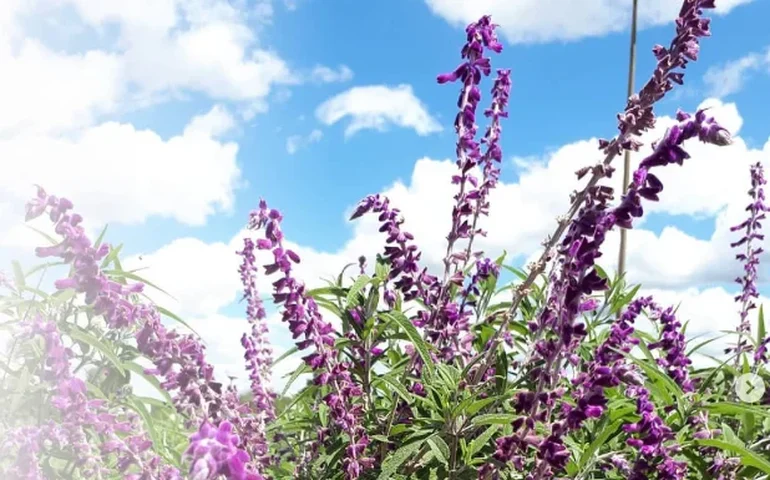 Palmeiras asiáticas plantadas por Burle Marx encantam visitantes ao florescerem após meio século