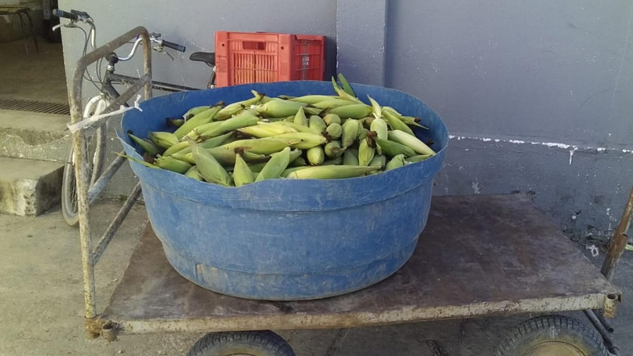 Apenados plantam milho e colhem 4 mil espigas da horta do sistema prisional