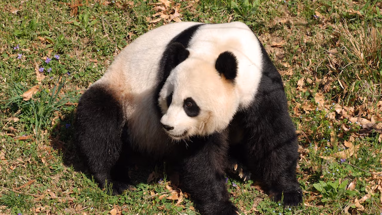 Pontos de agilidade insuficientes: panda fica preso em copa de árvore no zoológico da cidade chinesa de Tianjin