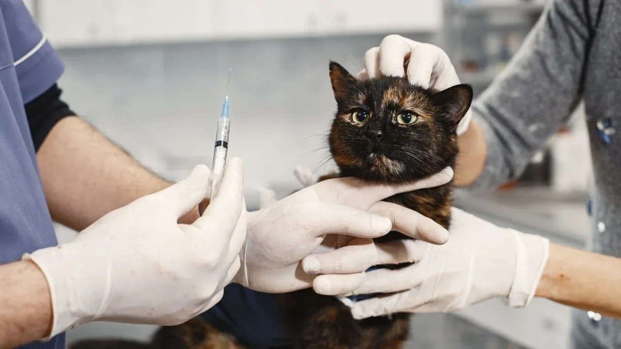 Saúde animal começa pela prevenção e passa pela vacinação