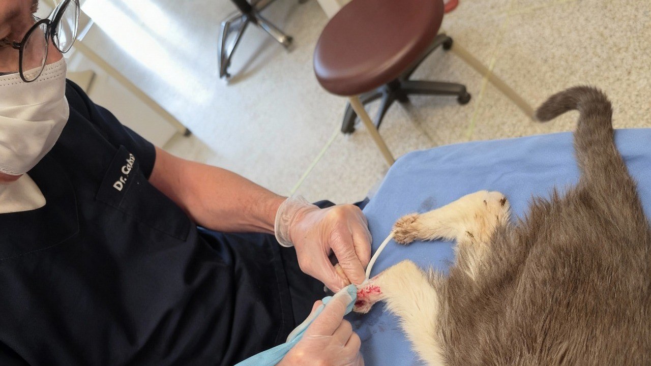 Esporotricose felina se espalha e coloca saúde pública em risco