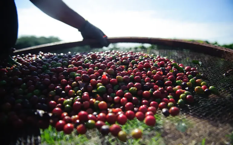 Clima adverso afeta plantações de café e preço dobra desde 2020, chegando a R$ 50 por quilo