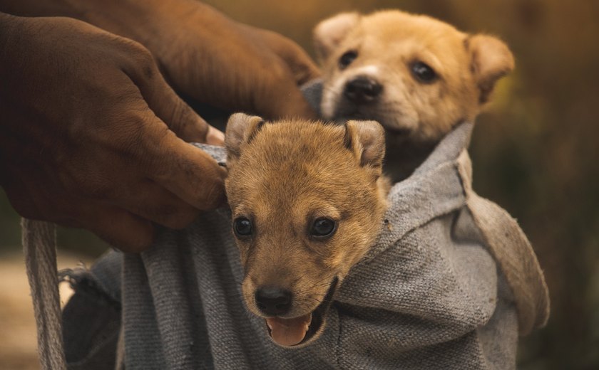 Adoção de pets: compromisso e responsabilidade