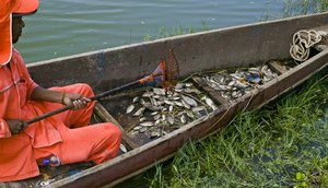 PEIXES MORTOS SEMENTEIRA 