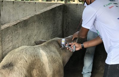 Alagoas inicia campanha de vacinação contra Peste Suína Clássica