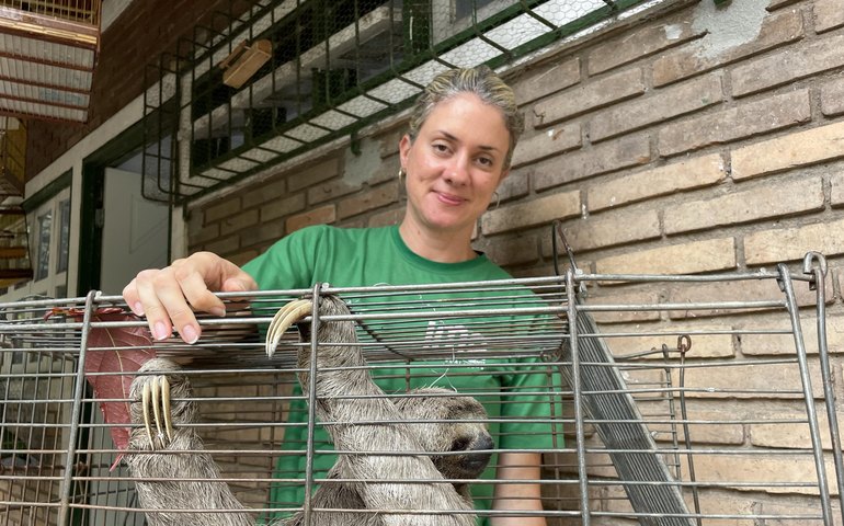 Bicho-preguiça resgatado em ônibus recebe cuidados no Cetas de Maceió