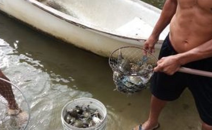 Laudo aponta que mortandade de peixes em lagoa foi causada por poluição