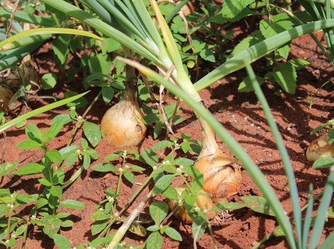 Agroecologia gera renda para comunidades quilombolas de Arapiraca