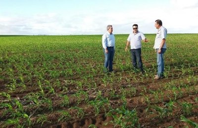 Produtor de Sergipe investe na plantação de milho em Alagoas