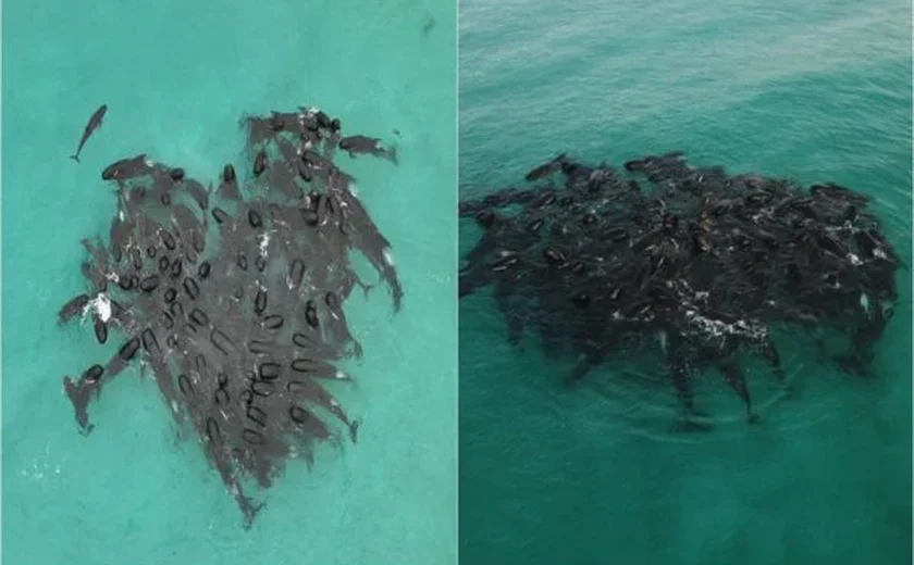 Por que baleias formaram um “coração” antes de encalharem e morrerem?