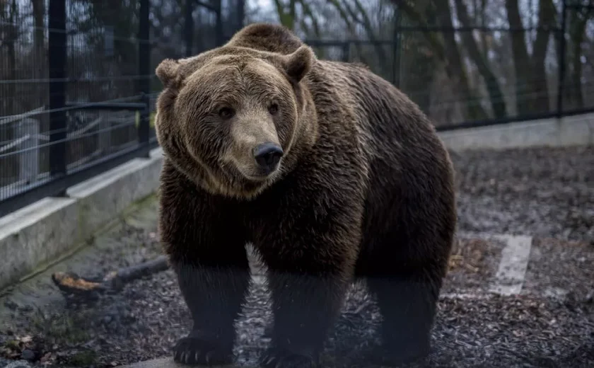 Na Eslováquia, ataques de urso matam uma pessoa e deixam cinco feridas