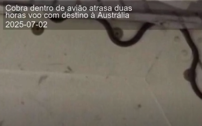 Cobra é encontrada em avião e atrasa voo na Austrália