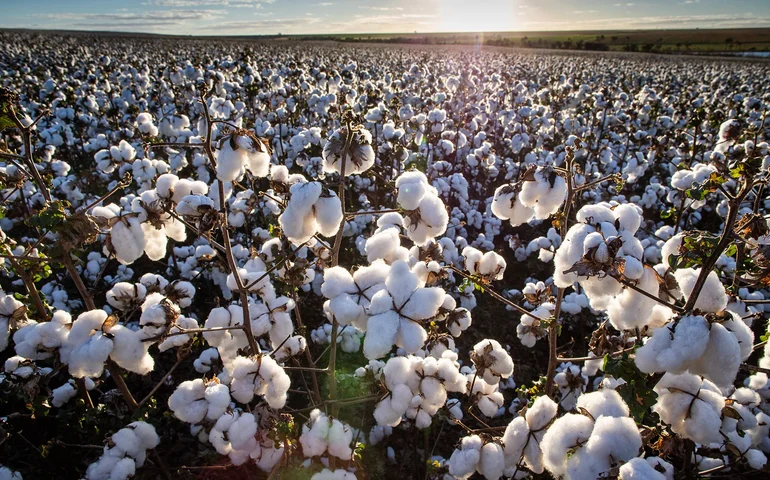 Nutrição correta das maçãs do algodão são decisivas para o sucesso da safra 25/26