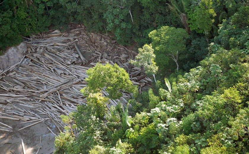 Três em cada quatro hectares desmatados têm indícios de ilegalidade