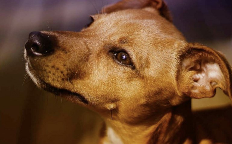Gabinete da Causa Animal divulga resultado do edital de cadastro para ONGs e protetores independentes