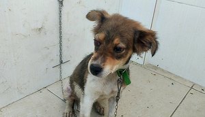 Cachorrinho maus tratos / Foto: Pelotão Ambiental