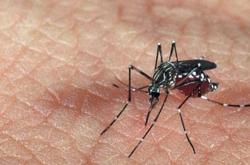 Saúde prepara nova força-tarefa contra o Aedes aegypti após Olimpíadas