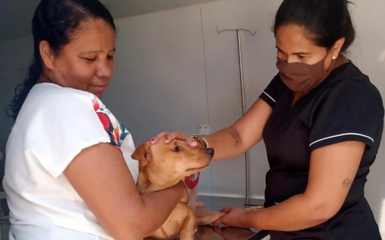 Gabinete da Causa Animal orienta tutores sobre cuidados com os pets após castração