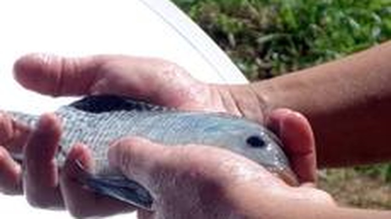 Curso aprimora técnica de criação de peixes em Traipu
