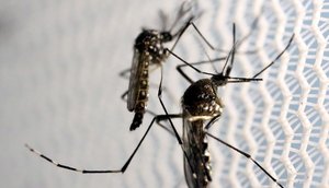 mosquitos_aedes_aegypti_dengue / Foto: Foto: Paulo Whitaker