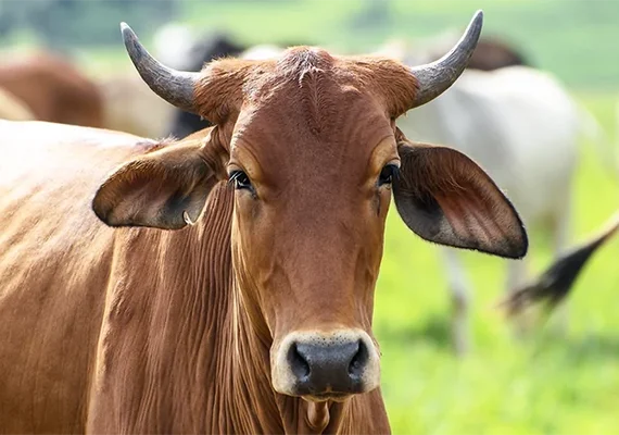 Boi com pata fraturada levanta suspeita de maus-tratos na zona rural de Igaci