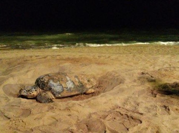 Institutos ambientais alertam sobre cuidados com ninhos de tartarugas