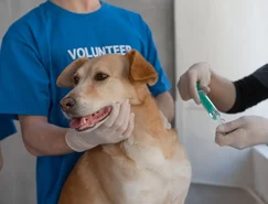 Saúde animal começa pela prevenção e passa pela vacinação - Pexels (2).jpg 