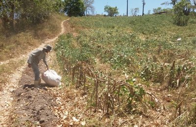 Governo de AL garante pagamento de Seguro-Safra a mais de 20 mil agricultores