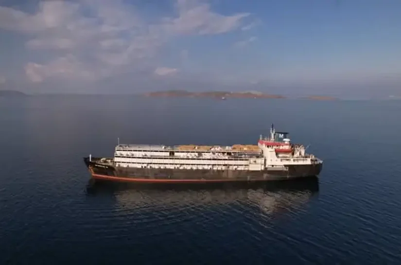 Navio que vaga há meses tenta voltar ao Uruguai com 3 mil vacas e bezerros à beira da morte: ‘Não devem sobreviver’