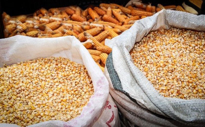 Mil toneladas de sementes beneficiam mais de 100 mil agricultores familiares em AL