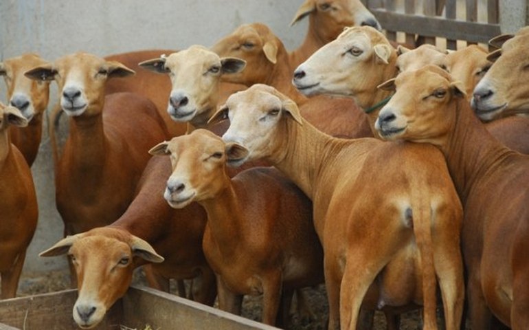 Produtores de Estrela de Alagoas e Cacimbinhas receberam 400 ovinos