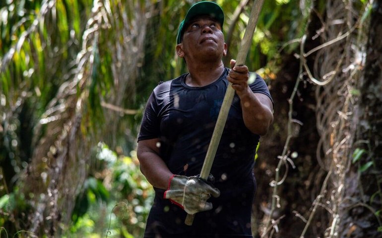 Agricultores do Pará apostam em agrofloresta e exportam açaí e dendê para o mundo (FOTOS)