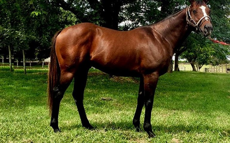 Bagé é a capital dos cavalos da raça puro sangue inglês